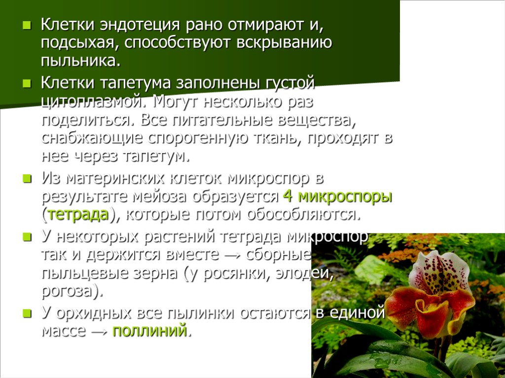 19 Клетки эндотеция рано отмирают и, подсыхая, способствуют вскрыванию пыльника. Клетки тапетума заполнены густой